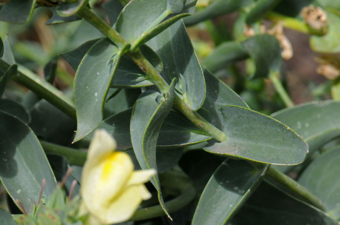 Yellow Toadfax densely crowed linear of narrowly ovate green leaves found at elevations around 4,000 feet. It grows to a height of about 2 or 3 feet or so. Linaria vulgaris Yellow Toadfax densely crowed linear of narrowly ovate green leaves found at elevations around 4,000 feet. It grows to a height of about 2 or 3 feet or so. Linaria vulgaris